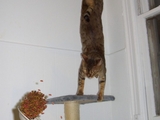 Katzensport