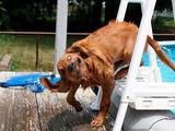 Hund ganz crazy