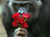 Romantischer Gorilla