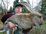 Riesiger Hase