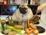 Mops im Topf