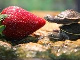 Schildkr&ouml;te k&uuml;sst Erdbeere