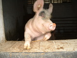 Das lachende Schwein