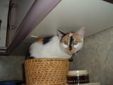 Katze im B&ouml;tchenkorb.
