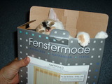 Katzenkarton