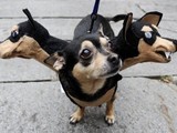 Dreikopfhund