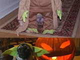 Star Wars Hunde