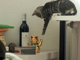 Checker Katze