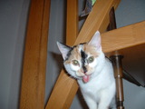 Katze streckt frech Zunge raus