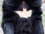 Batman-B&auml;r