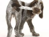 Sprichw&ouml;rtlicher Hund