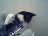 Katze muss ganz dringend