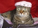 Katze mit M&uuml;tze