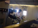 Panda im Flugzeug