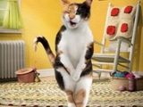 Auch Katzen sind nur Menschen