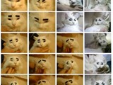 Emotionen einer Katze