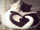 Kuscheln wie Ying und Yang