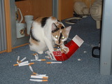 Die Drogen-Katze.