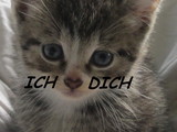 Katzenliebe mit Herz