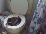 Original WC-Ente
