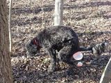 Hund macht Blasen