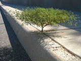 Kleiner Baum am Wegesrand