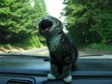 Katze mag keine Autofahrten