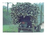 Holztransport in Asien