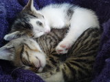 Katzen kuscheln sich warm