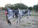Jet-Pferd