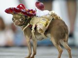 Echt mexikanischer Hund