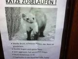 Komische Katze