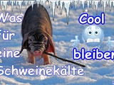 Was f&uuml;r eine Schweinek&auml;lte