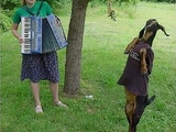 Riverdanceziege