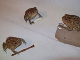 Teenage-Mutant-Ninja-Frogs