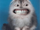 Grinsekatze