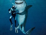 Hi Hai