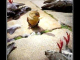 Chick Norris