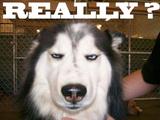 Really dog