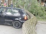 Glückspilz-Auto Glückspilz-Auto