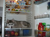 Husky