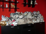Kuschel Husky