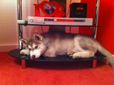 Husky Dekoration