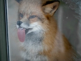 Fuchs