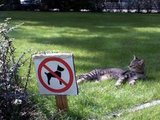 katzenfreundliche Umgebung
