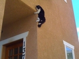 Ninja-Katze