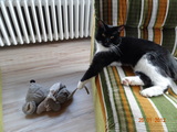 Guter Fang