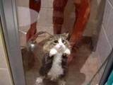 arme Katze