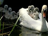 Schwanenfamilie