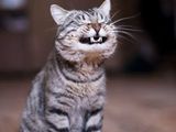 s&uuml;&szlig;e Grinsekatze